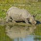 Rhino assoiffé 